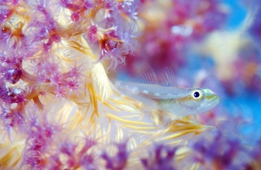 WetPixel_Goby_and_soft_coral_1st_20110111