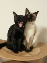シャム猫と黒猫