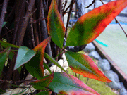 紅葉かしら?