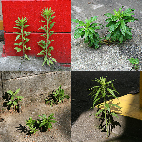 強い雑草