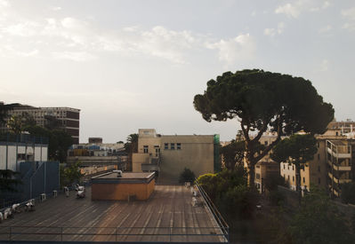pine5