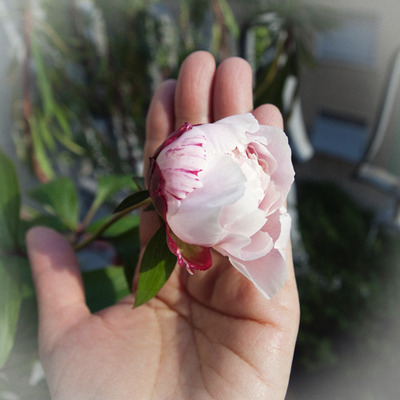 peony_blog
