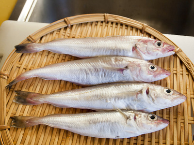 fish5