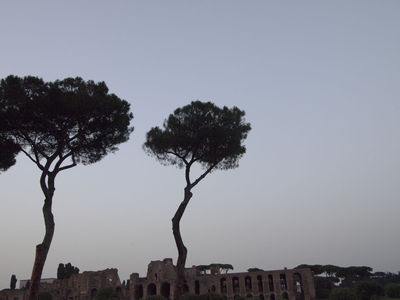 pine4