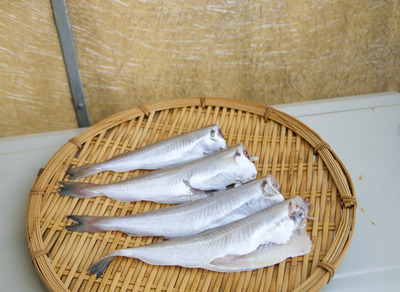 fish6