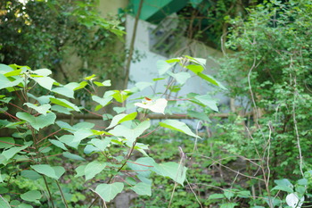 IMGP2688