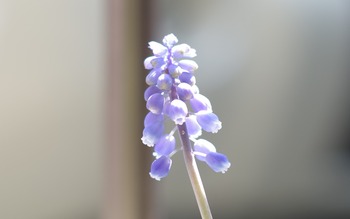 IMGP3385