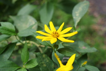IMGP5981