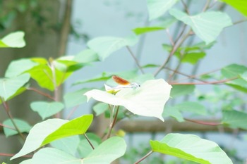IMGP2688 (2)