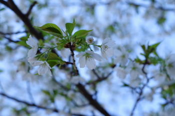 IMGP3364