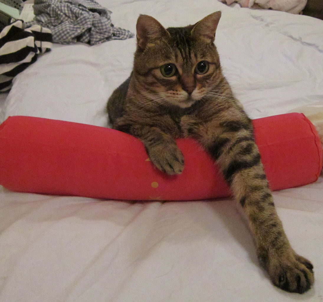 cat4