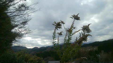 pic_1544227606709
