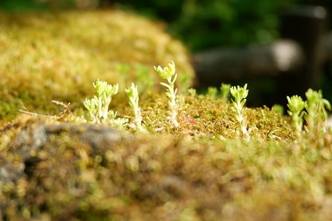 DSCF7636-L