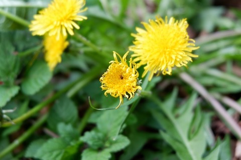 DSCF7761-L
