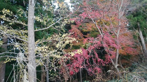 pic_1544250208997