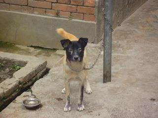 雑種の犬 ネパールの日常 旅行情報