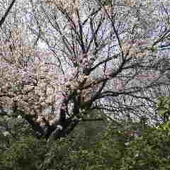 2011032011260000