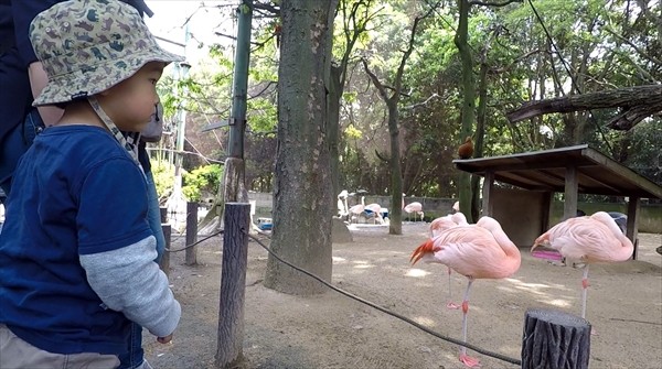 姫路セントラルパークウオーキングサファリフラミンゴ_R
