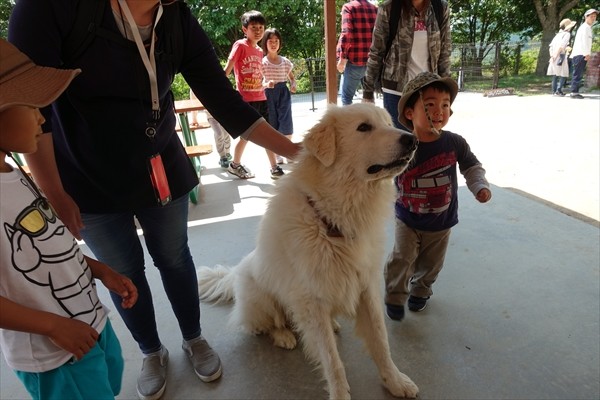 姫路セントラルパークウオーキングサファリ犬_R