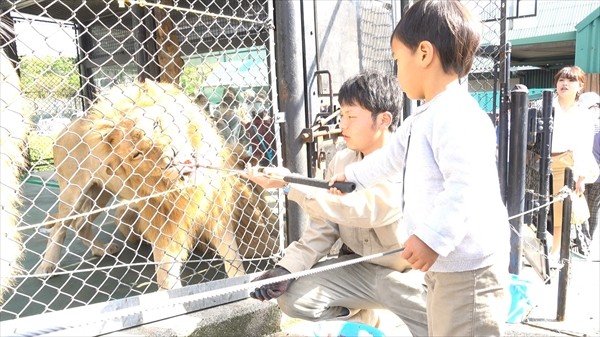姫路セントラルパークウオーキングサファリライオン_R