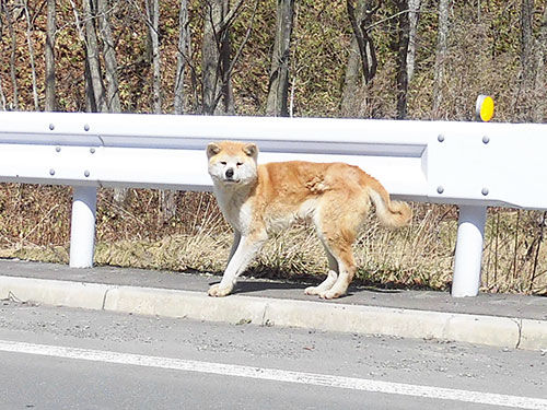 野良犬伝説 : あなたは『おもしろマガジン』