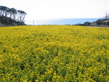 菜の花畑