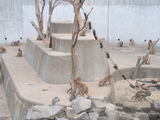 猿2