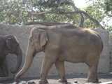 ZOO
