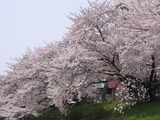 桜1