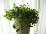 観葉植物