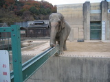 ぞうに餌2