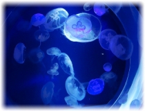 ゆらゆら・・海月に癒されてました