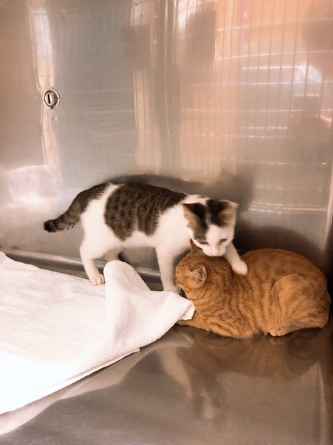 1仔猫