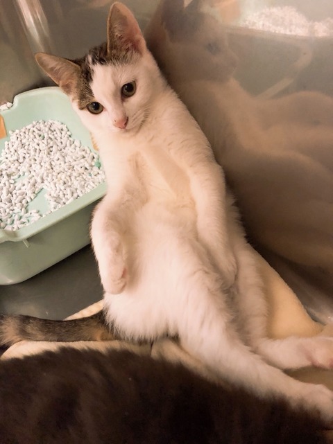 仔猫2
