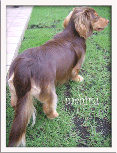 backstyle2