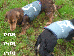 dogrun2