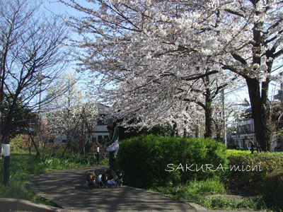 sakura1