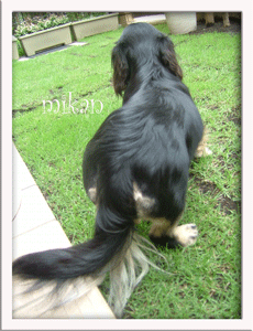 backstyle3