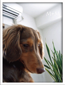 photo_mahiru3