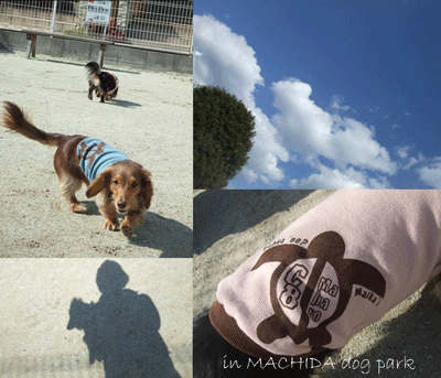 dogpark2