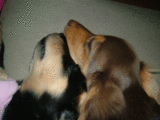 935b2706.gif