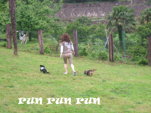 dogrun3