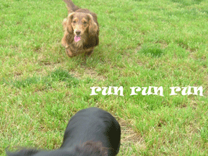 dogrun5
