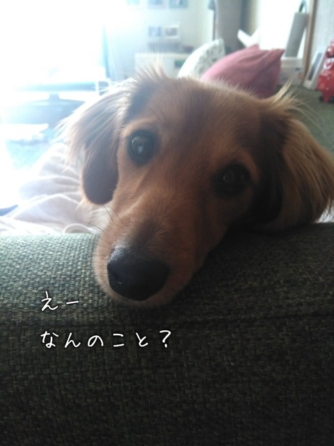 Pictory_Image_20180524_093512_DFC09CCF09E54D8DA78BD219F9195706