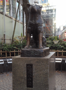 hachi