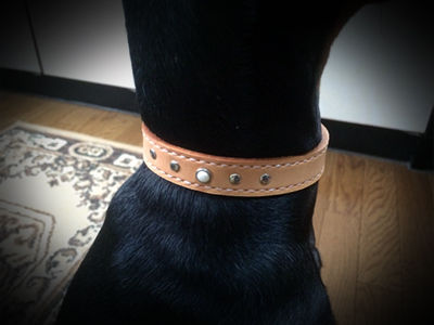 ORGDOG0808