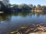 徳川園。今回のメイン散歩コース。(^^;)