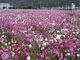 568546f5.jpg