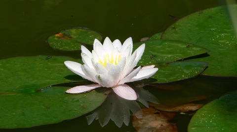 nuphar-lutea-910555_1280