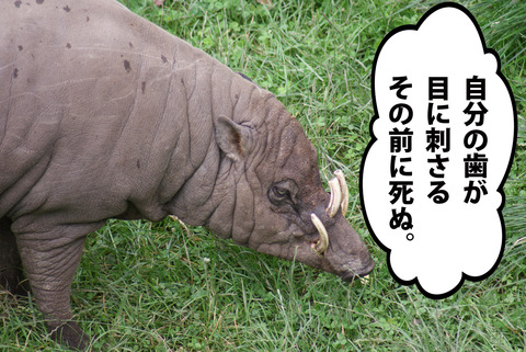 20150824バビルサ01